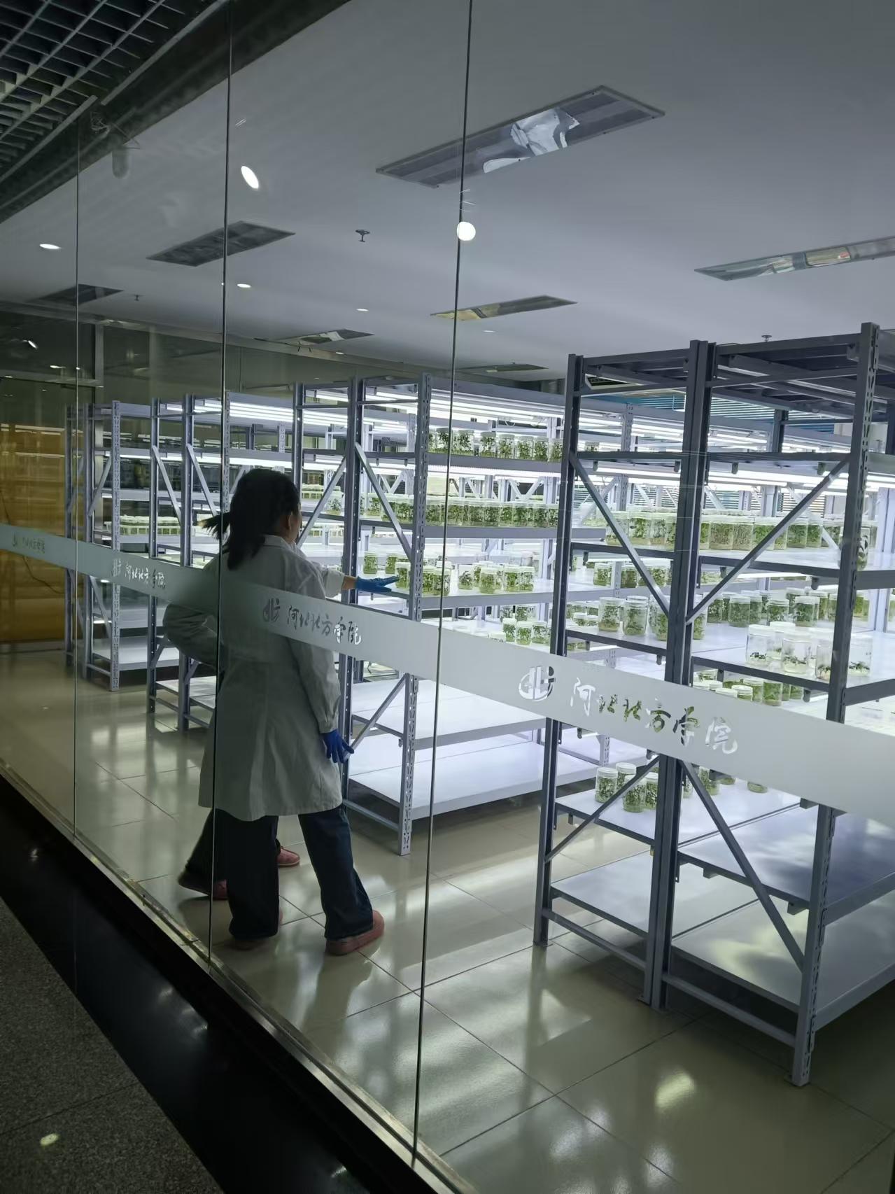 贵州植物组培室设计的基本布局有哪些？