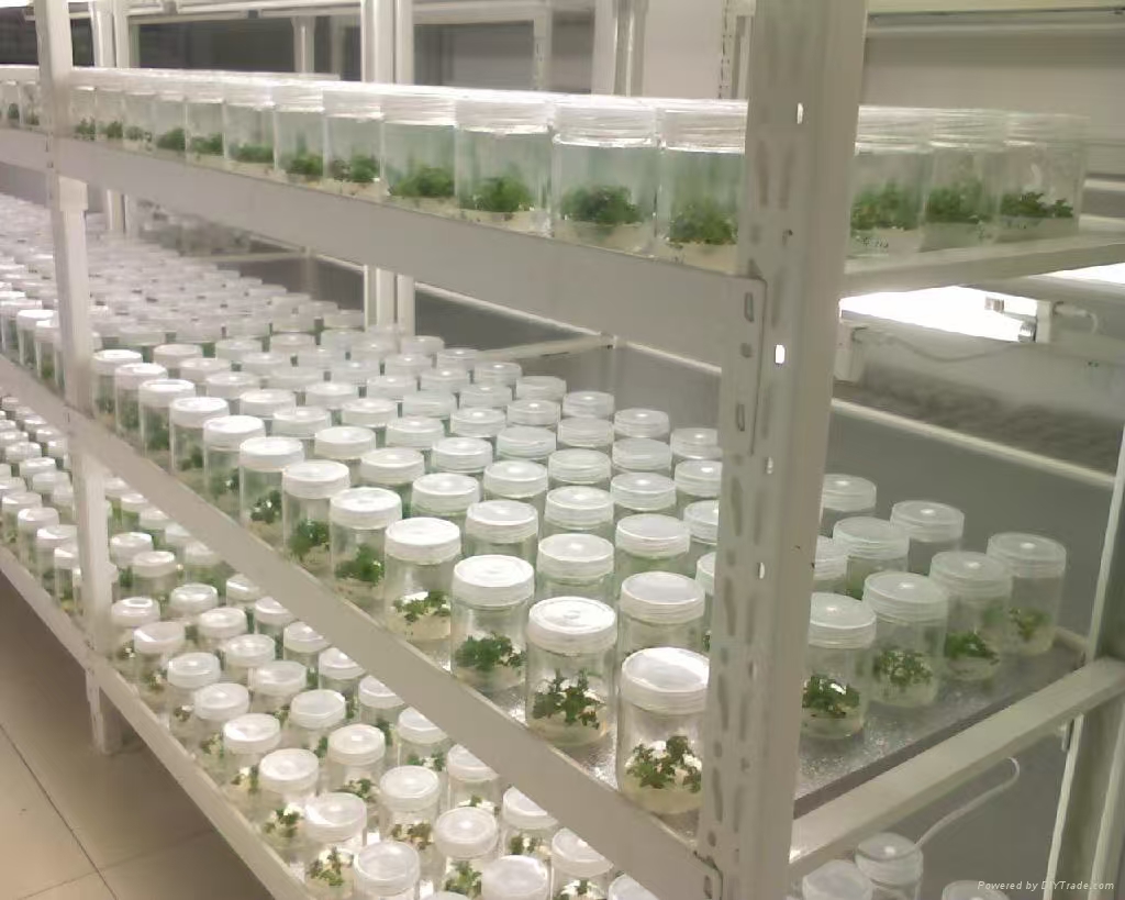 贵州组培实验室应该如何布局